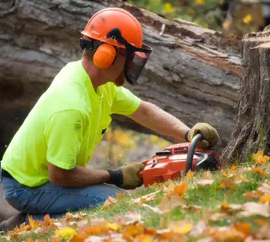 tree services Swartz Creek